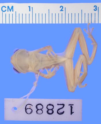 Media type: image; Herpetology A-12889